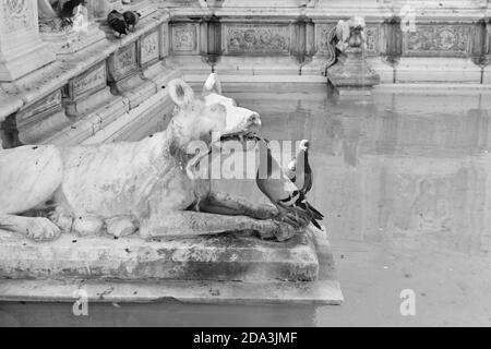 Schwarz-Weiß-Bild von Nahaufnahme von Tauben trinken Aus verziertem weißem Marmor Brunnen mit Hund Funktion in Sienna Italien Stockfoto