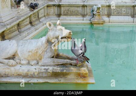 Nahaufnahme von Tauben, die aus kunstvollem, weißem Marmorwasser trinken Springbrunnen mit Hundefunktion in Sienna Italien Stockfoto