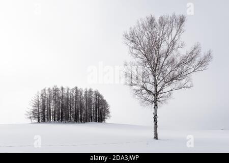 Biei, Japan im Winter auf Panorama Road. Stockfoto