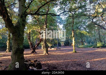 Wälder in St.Ann's Hill Chertsey an einem sonnigen Herbsttag Surrey England Großbritannien Stockfoto