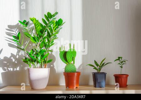 Indoor plants lit by the bright sun on a shelf in the room are lined up - Zamioculcas, prickly pear cactus, cordyline plant, citrus orange, lemon, tan Stockfoto