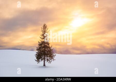 Biei, Hokkaido, Japan am Weihnachtsbaum im Winter. Stockfoto