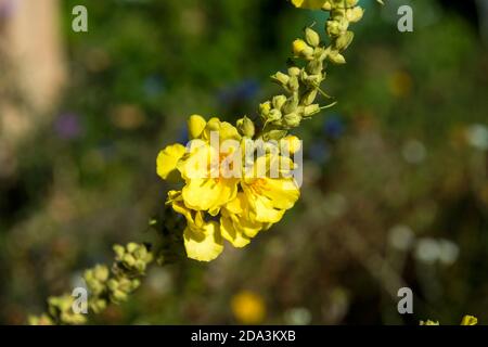 Dense Mullein - Verbascum densiflorum Stockfoto