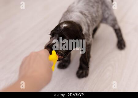 Junge springer Spaniel Hund spielt mit Spielzeug auf einem Boden zu Hause. Stockfoto