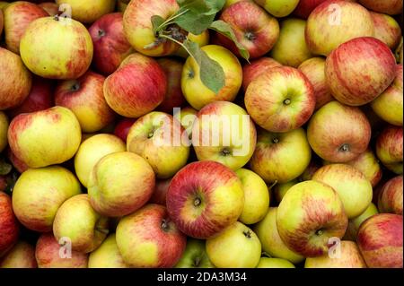 Geerntete Topaz-Äpfel Stockfoto