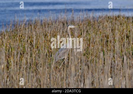 Ein großer Blaureiher Stängel Beute in Küstensumpfgras im Bear Island Wildlife Management Area in Green Pond, South Carolina. Stockfoto