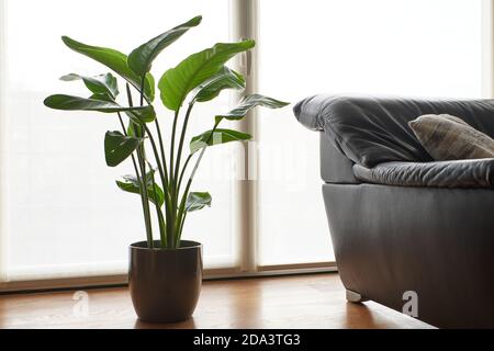 Strelitzia nicolai im Topf neben einer Couch. Stockfoto