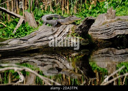 Ein jugendlicher amerikanischer Alligator wärmt in der Wintersonne auf einem Baumstamm im Bear Island Wildlife Management Area in Green Pond, South Carolina. Stockfoto