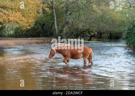 New Forest Pony waten durch einen Fluss im New Forest National Park, Hampshire, Großbritannien Stockfoto