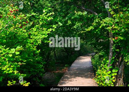 Frühe Herbstlandschaft an den Plitvicer Seen, Kroatien, Europa Stockfoto