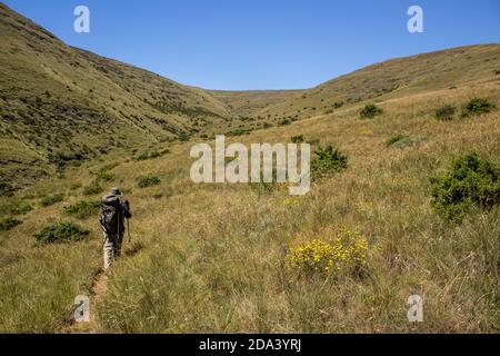 Ein alleineingeruhiger Wanderer, der an einem klaren, sonnigen Herbsttag durch die grasbedeckten Berge des Golden Gate Highlands National Park in Südafrika geht Stockfoto