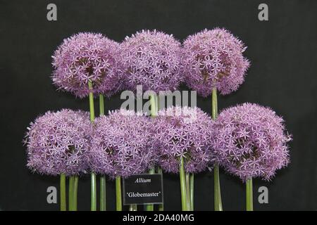 Eine schöne Ausstellung von Globemaster Allium Flower Heads. Stockfoto