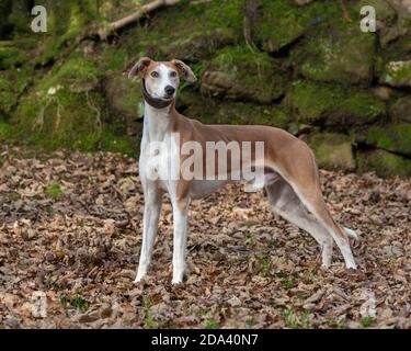 Lurcher Hund Stockfoto