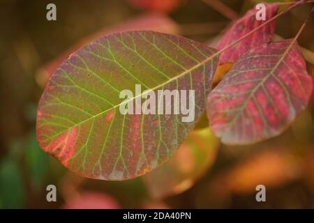 Grün rosa Herbstüberhänge auf einem Baumzweig aus der Nähe. Stockfoto