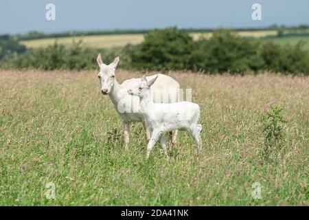Weiße Hirsche Mutter und Kalb Stockfoto