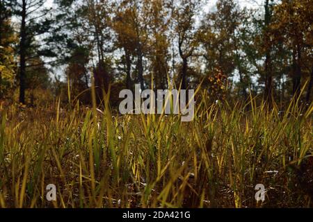 Herbstansicht im russischen Wald Stockfoto