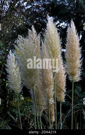 White plumes of Pampas Grass, Cortaderia selloana, in autumn in an English garden border in Hellesdon, Norfolk, England, United Kingdom. Stock Photo