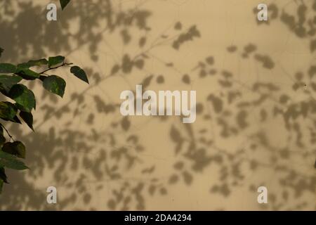 Schatten der Blätter auf Off-Yellow Wall Stockfoto