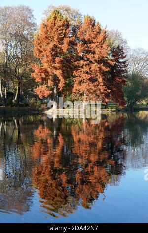 Chemnitz, Deutschland. November 2020. Eine Gruppe der urzeitlichen Mammutbäume am Schlosenteich in Chemnitz ist im Herbst gefärbt. Quelle: Peter Endig/dpa-Zentralbild/ZB/dpa/Alamy Live News Stockfoto