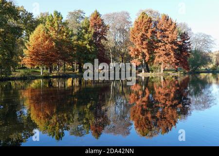 Chemnitz, Deutschland. November 2020. Eine Gruppe der urzeitlichen Mammutbäume am Schlosenteich in Chemnitz ist im Herbst gefärbt. Quelle: Peter Endig/dpa-Zentralbild/ZB/dpa/Alamy Live News Stockfoto