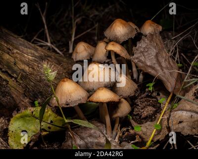 Pilz coprinellus micaceus in einem dunklen und feuchten Wald im Herbst, von unten von der Seite erschossen Stockfoto