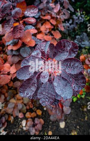 Herbst leuchtendes Rot auf der Smoke Tree Gartenpflanze Stockfoto