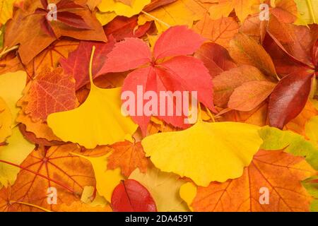 Getrocknete Blätter Hintergrund, Blätter fallen im Herbst Stockfoto