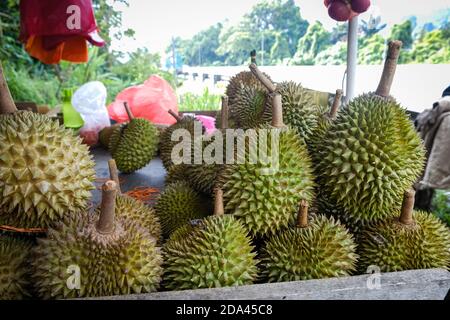 Geschlossene Aufnahme des Musang King Durian, auch bekannt unter seinem ursprünglichen Namen Raja Kunyit, hat tiefgelbes Fleisch, breite und stumpfe Spitzen, eine Lücke zwischen Th Stockfoto