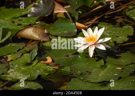 Eine rosa weiße Seerosenblüte mit leuchtend orangefarbenem Staubfaden, die im Wasser mit grünen Blättern wächst. Sonniger Sommertag in einem Gartenteich. Stockfoto