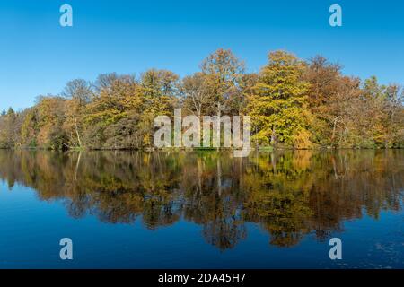 Herbstfarben am Virginia Water Lake im Windsor Great Park, England, Großbritannien, mit Reflexen der Bäume im Wasser und klarem blauen Himmel Stockfoto