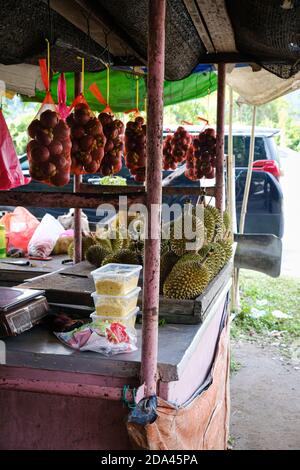 Geschlossene Aufnahme des Musang King Durian, auch bekannt unter seinem ursprünglichen Namen Raja Kunyit, hat tiefgelbes Fleisch, breite und stumpfe Spitzen, eine Lücke zwischen Th Stockfoto