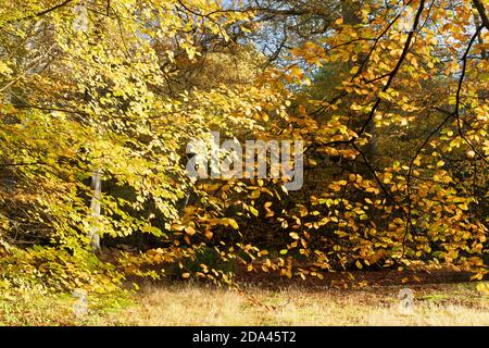 Herbstfarben in alten Mischwäldern, goldene und bronzefarbene Blätter auf reifen Bäumen, Großbritannien Stockfoto