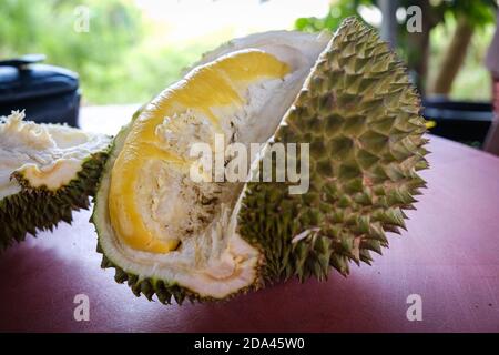 Geschlossene Aufnahme des Musang King Durian, auch bekannt unter seinem ursprünglichen Namen Raja Kunyit, hat tiefgelbes Fleisch, breite und stumpfe Spitzen, eine Lücke zwischen Th Stockfoto