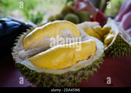 Geschlossene Aufnahme des Musang King Durian, auch bekannt unter seinem ursprünglichen Namen Raja Kunyit, hat tiefgelbes Fleisch, breite und stumpfe Spitzen, eine Lücke zwischen Th Stockfoto