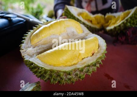 Geschlossene Aufnahme des Musang King Durian, auch bekannt unter seinem ursprünglichen Namen Raja Kunyit, hat tiefgelbes Fleisch, breite und stumpfe Spitzen, eine Lücke zwischen Th Stockfoto