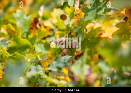 Reife Eicheln auf einer Eiche im Herbst umgeben von Mehrfarbige Blätter Stockfoto