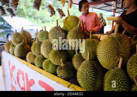 Geschlossene Aufnahme des Musang King Durian, auch bekannt unter seinem ursprünglichen Namen Raja Kunyit, hat tiefgelbes Fleisch, breite und stumpfe Spitzen, eine Lücke zwischen Th Stockfoto