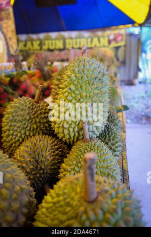 Geschlossene Aufnahme des Musang King Durian, auch bekannt unter seinem ursprünglichen Namen Raja Kunyit, hat tiefgelbes Fleisch, breite und stumpfe Spitzen, eine Lücke zwischen Th Stockfoto