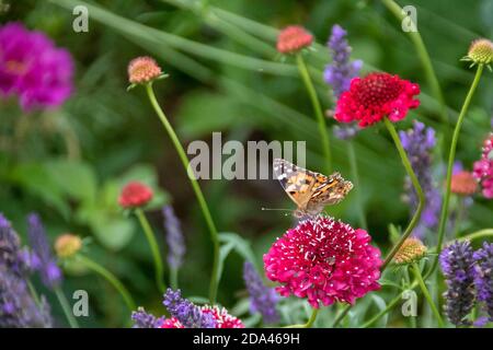 Gemalte Dame Schmetterling sammeln Pollen von süßen scabious Stockfoto