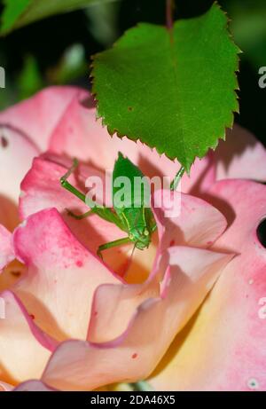 Nahaufnahme eines grünen Cricket auf der Suche nach Beute auf Rose Blume Stockfoto