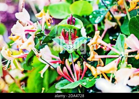 Hübsche blühende Perfoliate an sommerlichen, zarten Tagen Stockfoto