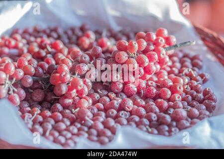 Rote reife elaeagnus umbellata Beeren für hübsche Stimmung und Essen Stockfoto