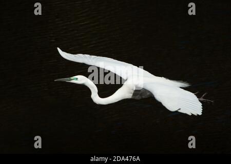 Weißer Reiher im Flug, sein Maori-Name ist Kotuku. Weißreiher brüten in Neuseeland in nur einer Kolonie nahe der Flussmündung von Waitangiroto in W Stockfoto