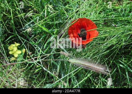 Ziemlich blühender scharlachrote Mohn im grünen Gras Sommerfeld Stockfoto