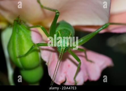 Nahaufnahme eines grünen Cricket auf der Suche nach Beute auf Rose Blume Stockfoto