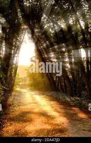 Emotionales Bild von Sonnenstrahlen durch den Wald Stockfoto