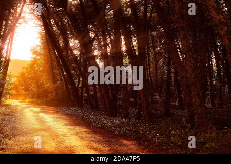 Emotionales Bild von Sonnenstrahlen durch den Wald Stockfoto