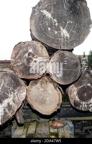 Logs beladen auf einem Eisenbahnwagen auf dem Display in der Innenstadt von Shelton, Washington. Stockfoto