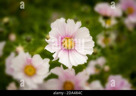 Fruchtbare Cosmos Blumen mit ihrem Laub im Hintergrund Stockfoto