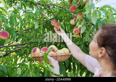 Frau mit Korb von frischen Pfirsichen im Obstgarten, Ernte von Pfirsichen auf dem Bauernhof Stockfoto